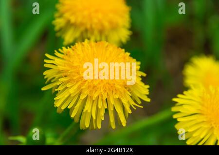 Gelbe junge Blumen Mutter und Stiefmutter auf einem Hintergrund von grünem Gras an einem hellen sonnigen Frühlingstag. Nahaufnahme Stockfoto