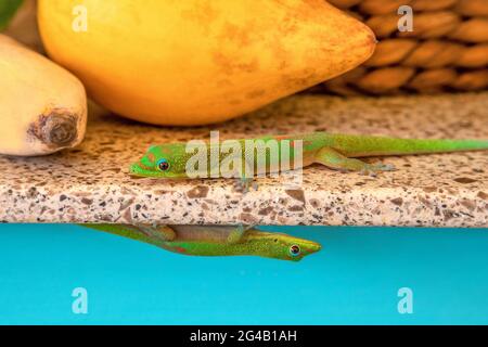 Zwei Goldstaub-Tagesgeckos auf Big Island, Hawaii Stockfoto