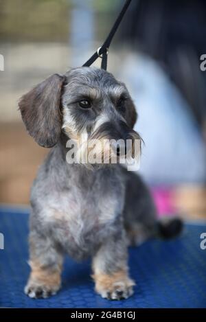 Miniatur-Stachelhund mit Drahthaar auf einer Hundeausstellung. Der drahtige Dackel, der letzte, der sich entwickelte, wurde Ende des 19. Jahrhunderts gezüchtet. Es gibt eine Möglichkeit Stockfoto