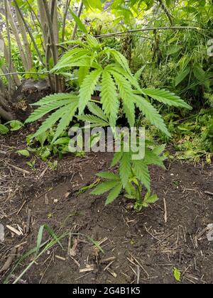 Hanf im Wald Stockfoto