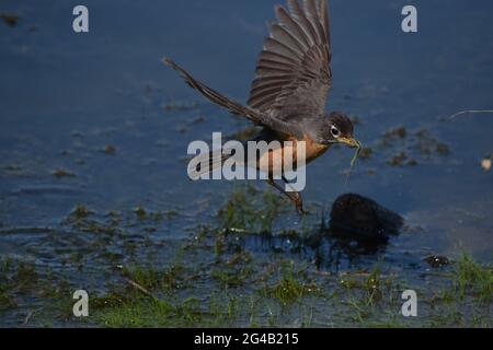 Robin (Wasserlandung) Stockfoto