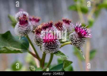 Klette aus der Familie der Astrozyten mit jungen Blütenknospen auf grünem Hintergrund an einem hellen sonnigen Sommertag. Biene sammelt Pollen Stockfoto