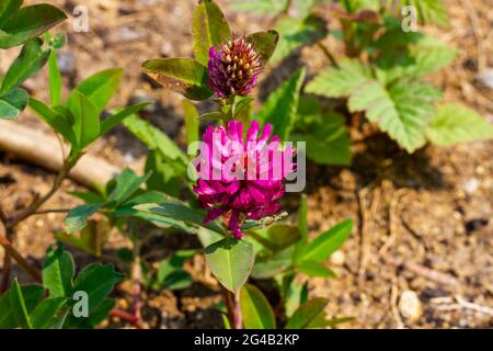 Helle junge rote Blumen Wiesenklee auf einem Hintergrund von Grünes Laub an einem sonnigen Sommertag Stockfoto