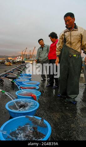 20. Juni 2021-Kosong, Südkorea-in Dieses Foto wurde am 13. Juni 2003 aufgenommen. Fischermänner, die am frühen Morgen im Fischereihafen im Hafen von Keojin, Kosong, Südkorea, arbeiteten. Kosong County in der Provinz Kangwon, Nordkorea. Sie liegt in der südlichsten Ecke Nordkoreas, unmittelbar nördlich der demilitarisierten Zone Koreas. Vor dem Ende des Koreakrieges im Jahr 1953 bildete sie zusammen mit der heutigen südkoreanischen Grafschaft mit dem gleichen Namen eine einzige Grafschaft. Bei einer anschließenden Reorganisation nahm der Landkreis den südlichen Teil des Landkreises Tongchon auf. Stockfoto