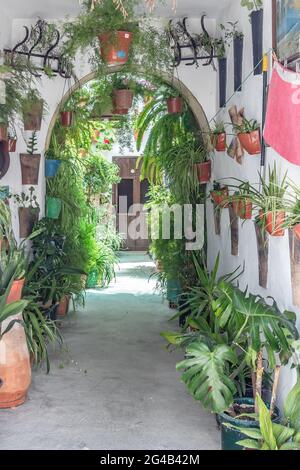 Typischer Eingang zu einem andalusischen Haus, das mit Pflanzen und Hecken geschmückt ist Stockfoto