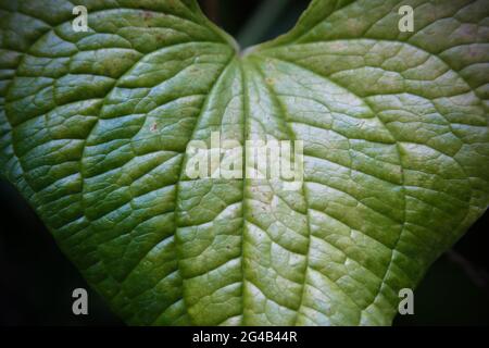Herzförmiges grünes Blatt, das den Rahmen füllt Stockfoto