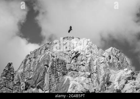 Monfragüe, Spanien; 18. März 2018: Greifgeier fliegen über den Felsen. Stockfoto