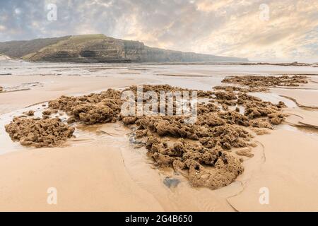 Colonial Worms oder Honeycomb Worms Sabellaria alveolata am Strand von Traeth Mawr am Wales Coast Path in der Nähe von Monknash, Wales, Großbritannien Stockfoto