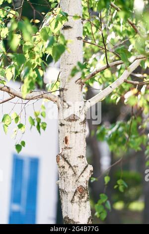 Junge Birke mit frischen grünen Blättern im Frühjahr Stockfoto