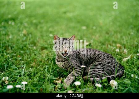 Grau gestromte Katze liegt auf einer Blumenwiese Stockfoto