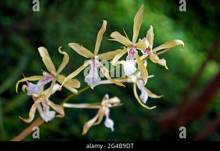 Orchideen im Gewächshaus, Rio, Brasilien Stockfoto