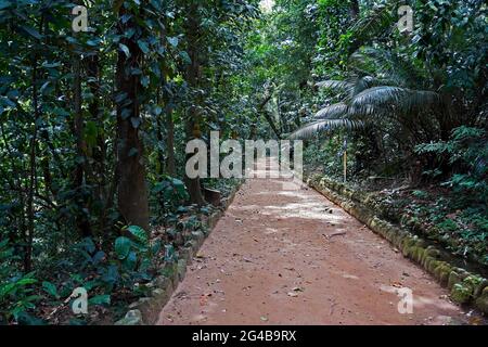 Waldwanderweg in Rio, Brasilien Stockfoto