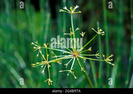 Sonnenschirm-Papyrus oder Regenschirm-Sedge-Blüten (Cyperus alternifolius) Stockfoto