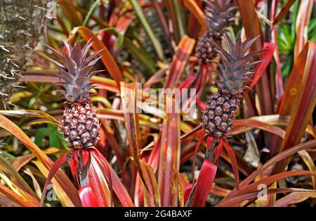 Dekorative Ananas im tropischen Garten von Rio Stockfoto