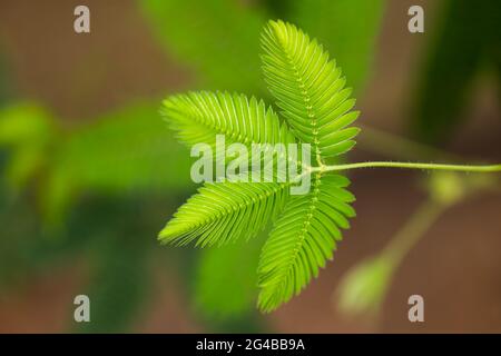 Mimosa pudica empfindliche Pflanze (verschlafene Pflanze, Aktionspflanze, Schamane, bescheidene Pflanze) in Erbsenfamilie: Fabaceae, einheimische Region: Süd- und Mittelamerika Stockfoto