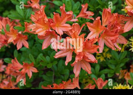 Rhododendron Juanita Laubblüten der Azaleen, Familie: Ericaceae Stockfoto