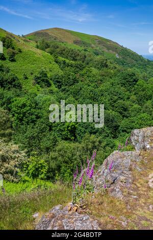 Fuchshandschuhe wachsen an den Hängen des Worcestershire Beacon mit North Hill im Hintergrund, Malvern Hills, Worcestershire, England Stockfoto