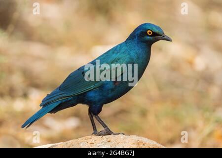 Greater Blue-ohred Glossy-Star - Lamprotornis chalybaeus, schöner blauer Barschvögel aus afrikanischen Wäldern, Sträuchern und Gärten, Äthiopien Stockfoto