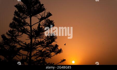 Sonnenuntergangsszene, in der Vögel in der Silhouette hinter dem Weihnachtsbaum in der Nähe der Sonne fliegen sehen Stockfoto