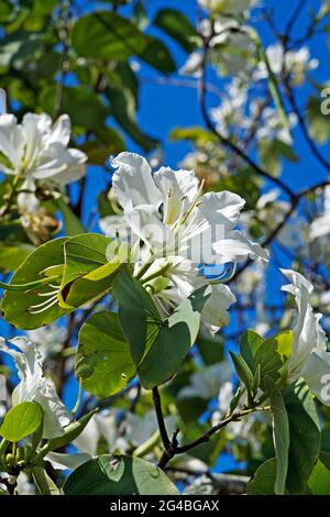 Weiße Orchideenbaumblumen (Bauhinia variegata alba) Stockfoto