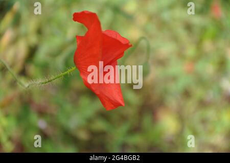 Roter Mohn in grüner Umgebung, isoliert schöner Mohn im Grasfeld Stockfoto