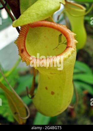 Nepenthes, fleischfressende Pflanze, Insektenfressende Pflanze, Brasilien Stockfoto