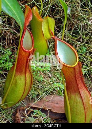 Nepenthes, fleischfressende Pflanze, Insektenfressende Pflanze, Brasilien Stockfoto