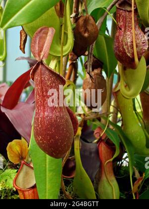 Nepenthes, fleischfressende Pflanze, Insektenfressende Pflanze, Brasilien Stockfoto