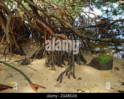 Rote Mangrovenwurzeln (Rhizophora-Mangle) Stockfoto