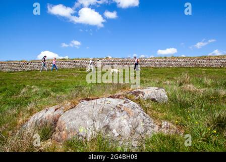 Menschen und Familien, die entlang eines Abschnitts der clayton-Mauer auf dem Rasen wandern, während sie auf dem nationalen Fernwanderweg Hadrians Wall spazieren Stockfoto