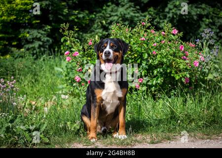 Mehr Schweizer Sennenhund Stockfoto