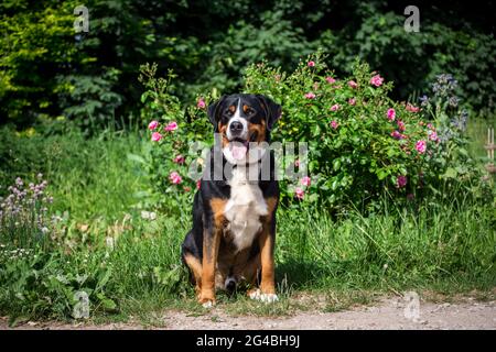 Mehr Schweizer Sennenhund Stockfoto