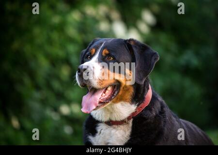 Mehr Schweizer Sennenhund Stockfoto