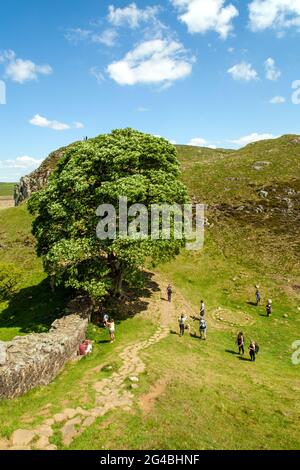 Blick von oben auf Sycamore Gap der ikonische Blick auf einen einzigen Sycamore-Baum auf dem Hadrian's Wall Long Distance Footpath National Trail Northumberland Stockfoto