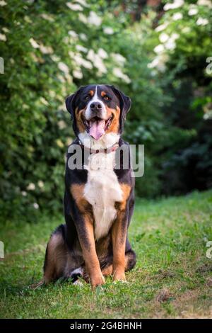 Mehr Schweizer Sennenhund Stockfoto