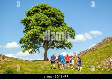 Familienspaziergang auf dem Land bei Sycamore Gap der ikonische Blick auf einen Sycamore-Baum auf dem Fernwanderweg Hadrianwall National Trail Stockfoto