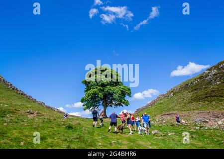 Familienspaziergang auf dem Land bei Sycamore Gap der ikonische Blick auf einen Sycamore-Baum auf dem Fernwanderweg Hadrianwall National Trail Stockfoto