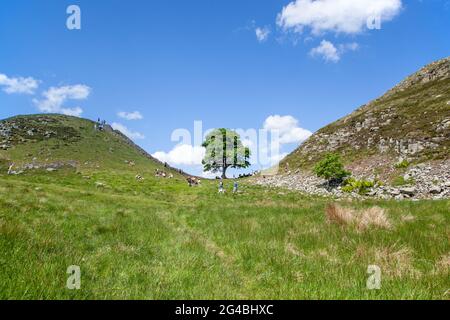 Sycamore Gap die ikonische Ansicht eines einzigen Sycamore-Baumes auf der Hadrian's Wall Fernwanderweg National Trail Northumberland England Großbritannien Stockfoto