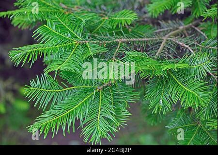 Grand Fir Baum (Abies grandis) neues Wachstum mit leuchtend grünen Nadeln. Stockfoto