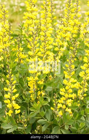 Baptizia sphaerocarpa Gelbe wilde Indigoblume Stockfoto