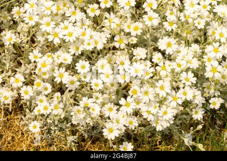 Filziges Hornkraut, Snow-in-Summer Stockfoto