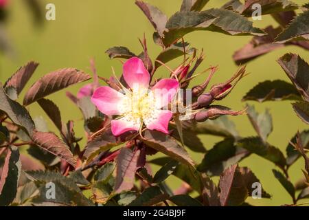 Rosa glauca Blume 'Rubrifolia' Stockfoto