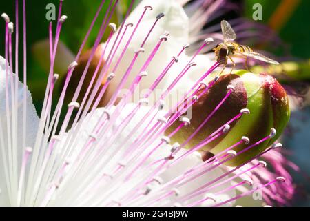Makrofotografie einer geklemmten Schwebfliege (Syrphidae) auf einer Kaperblume Stockfoto