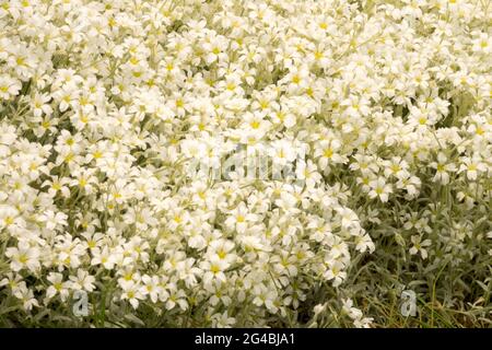 Cerastium tomentosum, Blumen an der Grenze zwischen Schnee und Sommer Stockfoto