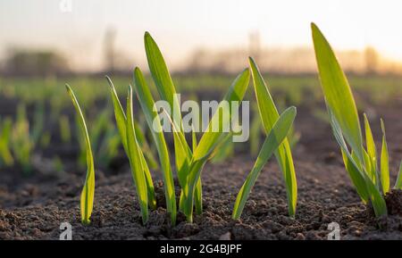 Sprossen von jungen Gerste oder Weizen, die gerade in der Erde gekeimt haben, dämmern über einem Feld mit Kulturen. Stockfoto