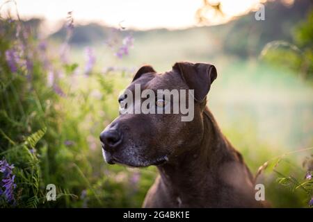 Mixbred Hund in der Abendsonne Stockfoto