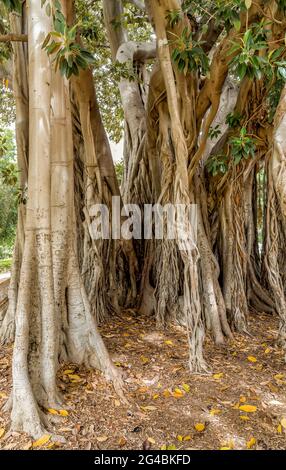 Das älteste Exemplar des Riesenbaums Ficus macrophylla in Italien im Botanischen Garten von Palermo. Stockfoto