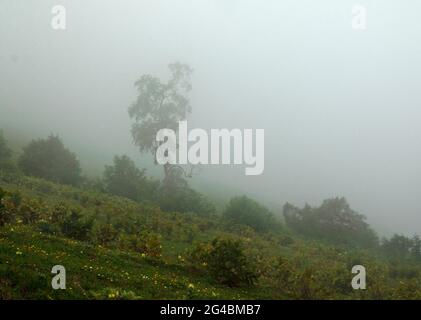 Weit über den Misty Mountains und Wald Stockfoto