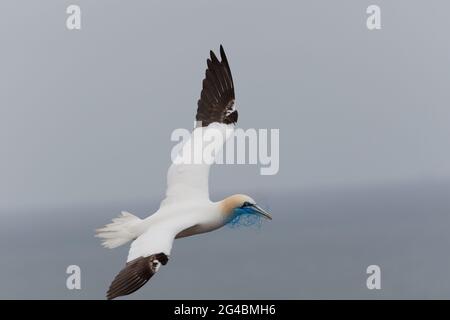 Eine fliegende Gannette auf Helgoland trägt ein blaues Plastiknetz im Schnabel. Stockfoto