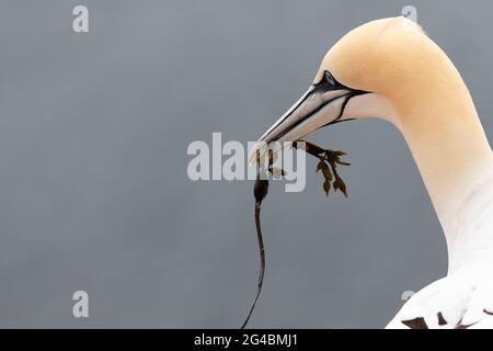 Eine Gannette mit grünen Algen im Schnabel auf Helgoland. Stockfoto